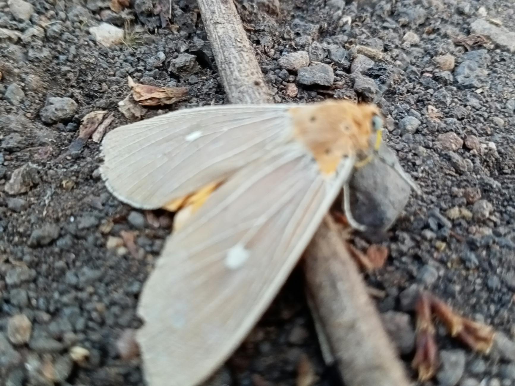 Dallas Mayor Takes 'Y'all Street' Pitch to Wall Street